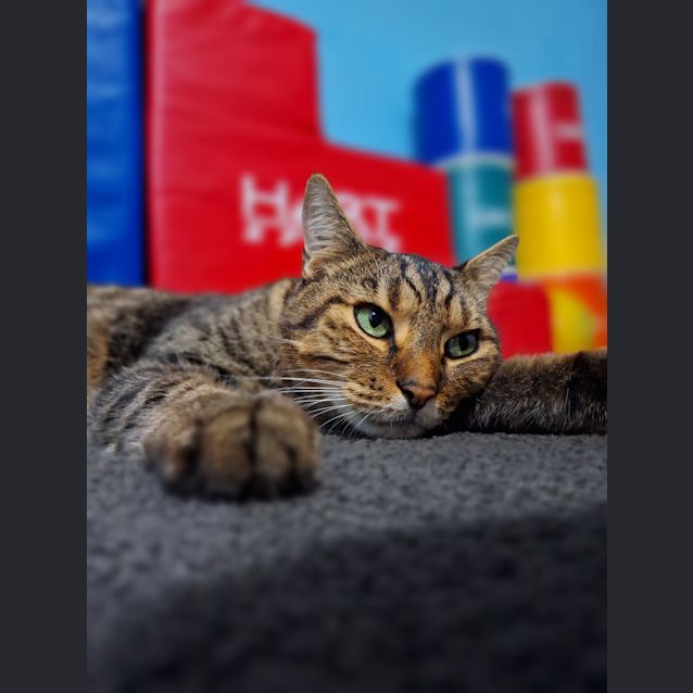 Photo of Tiger