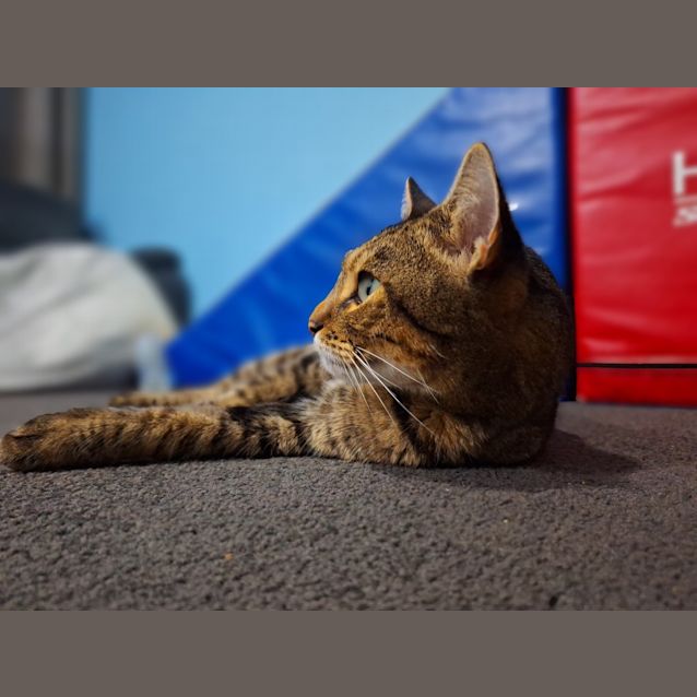 Photo of Tiger