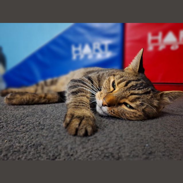Photo of Tiger