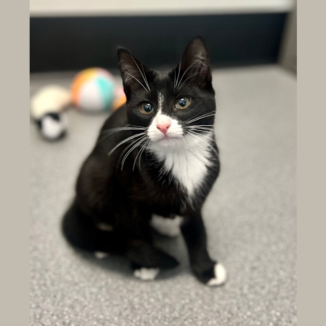 Photo of Tipsy