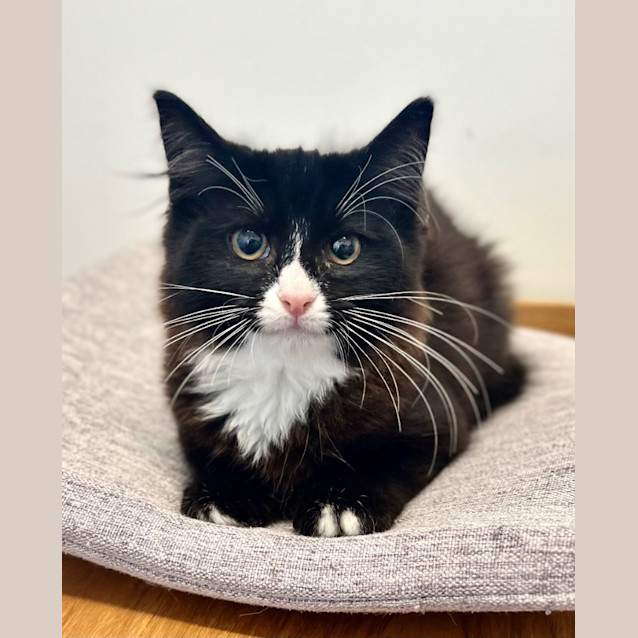 Photo of Pip