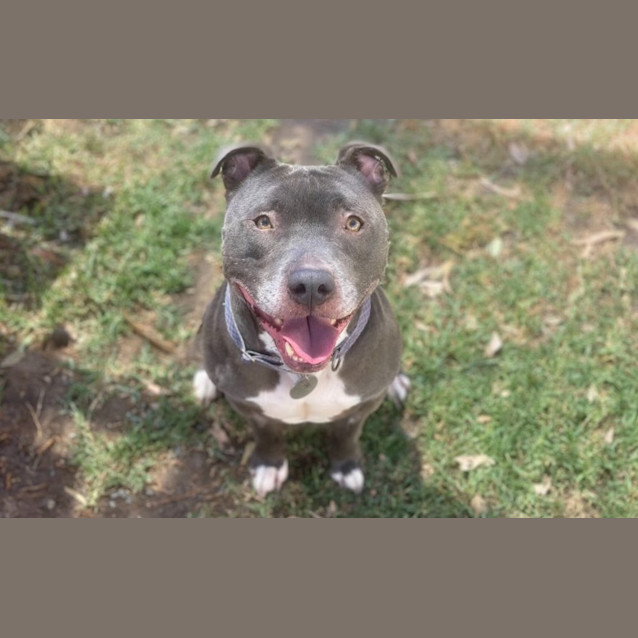 Photo of Chilli
