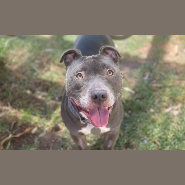 Photo of Chilli