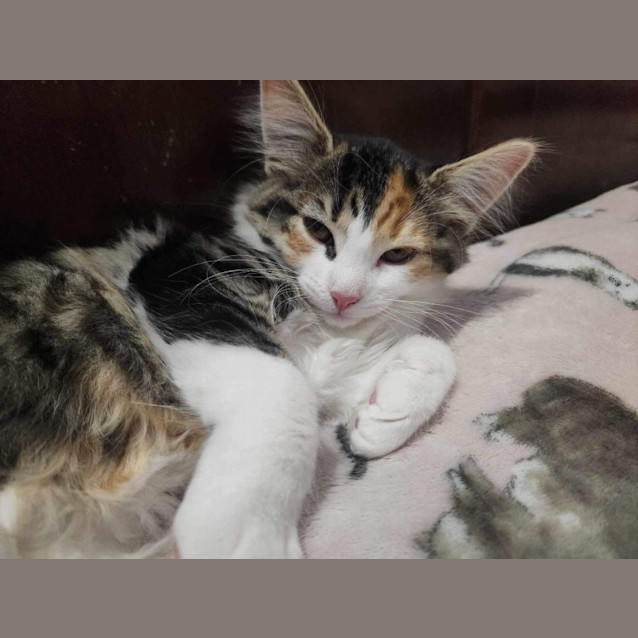Photo of Peach