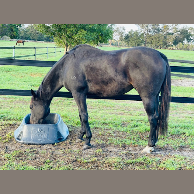 Photo of Maverick