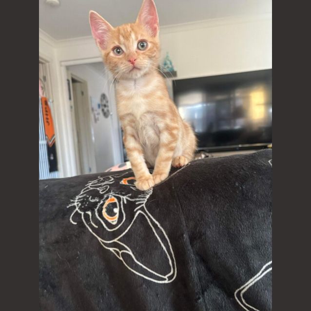 Photo of Sam