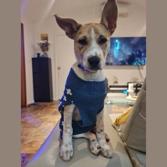 Photo of Jasper 🐕‍🦺🐕