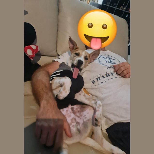 Photo of Jasper 🐕‍🦺🐕