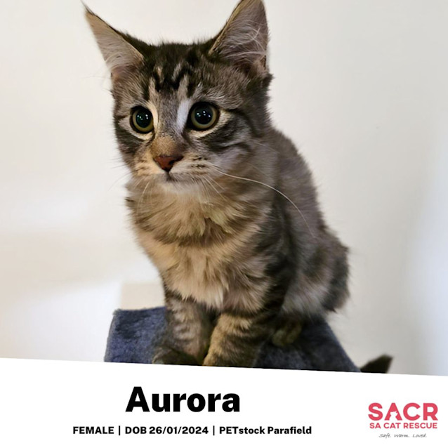 Photo of Aurora