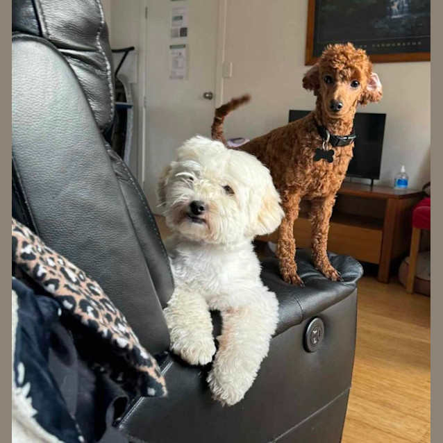 Photo of Charlie Bear