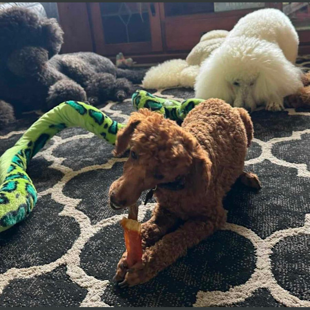 Photo of Charlie Bear