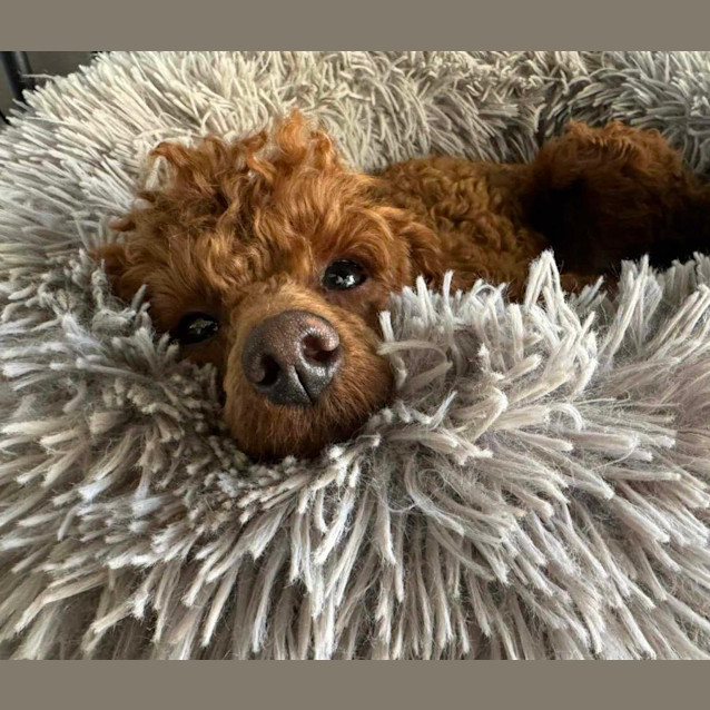 Photo of Charlie Bear