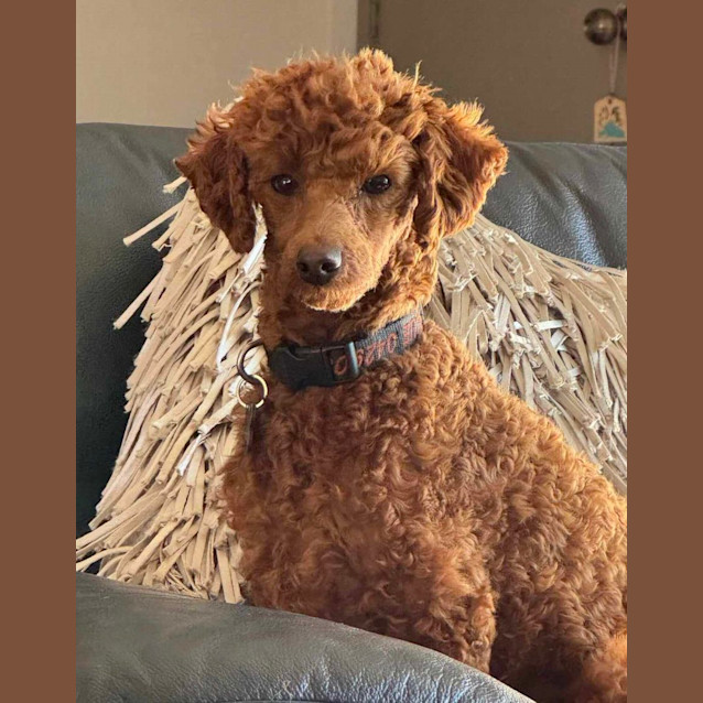 Photo of Charlie Bear