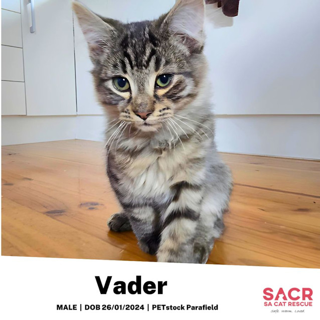 Photo of Vader