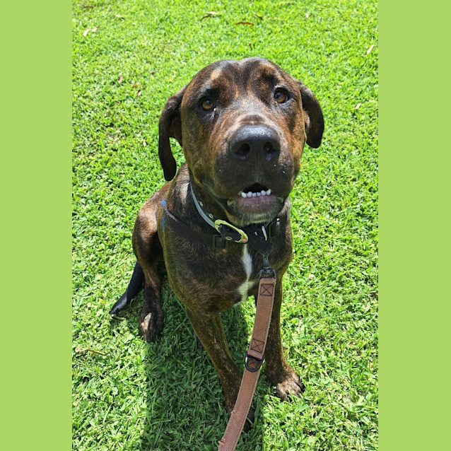 Photo of Honey
