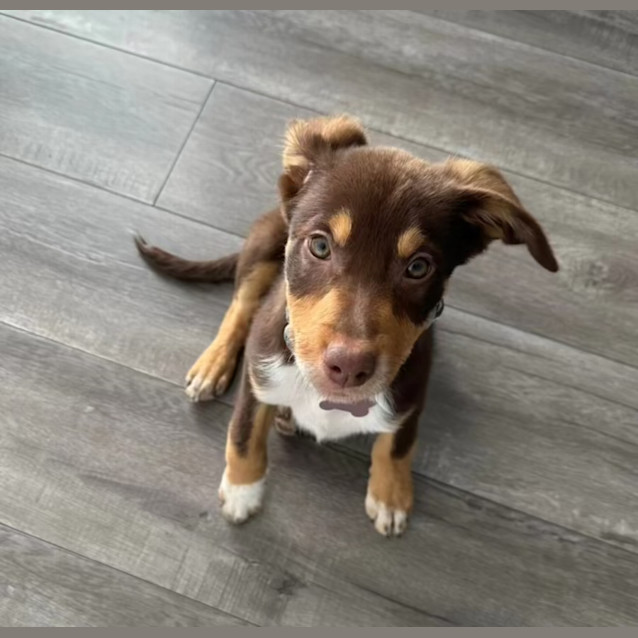 Photo of Bandit 