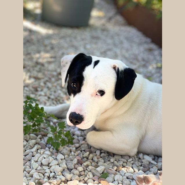 Photo of Frankie