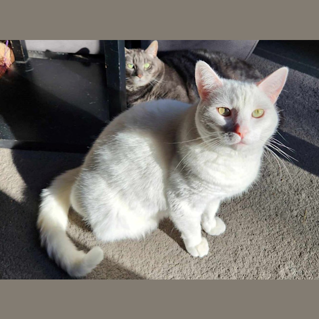 Photo of Lumi / Sheik