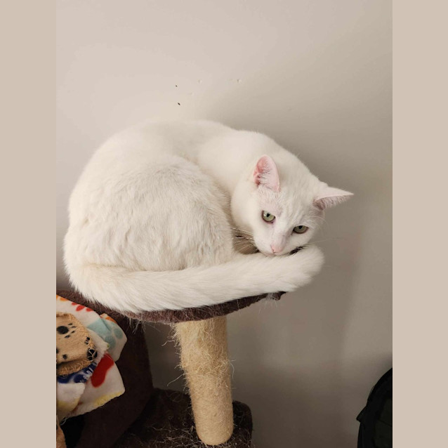 Photo of Lumi / Sheik