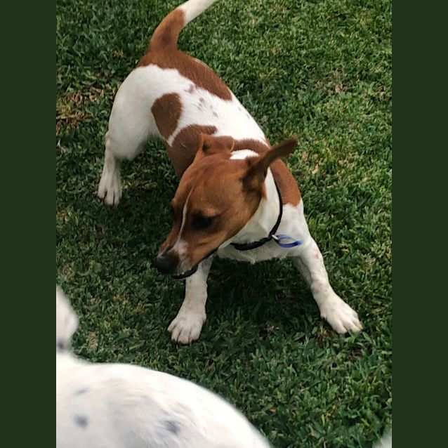 Photo of Max   7 Month Old Jack Russell Terrier X (Trial)