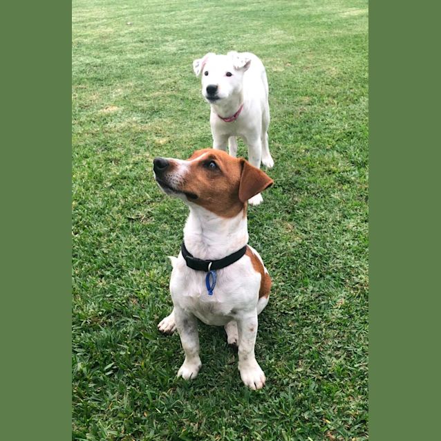 Photo of Max   7 Month Old Jack Russell Terrier X (Trial)