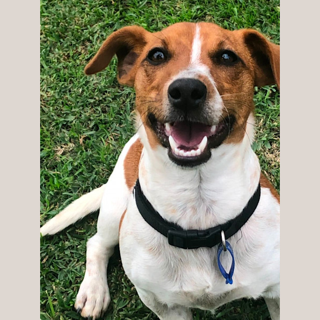 Photo of Max   7 Month Old Jack Russell Terrier X (Trial)