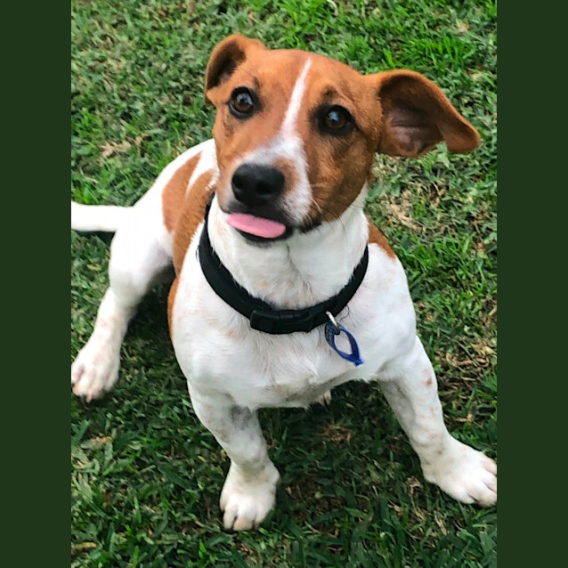 Photo of Max   7 Month Old Jack Russell Terrier X (Trial)