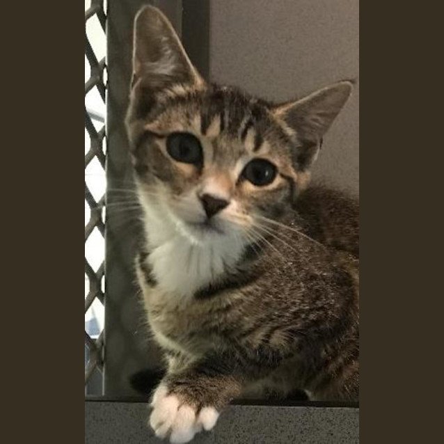 Photo of Olive