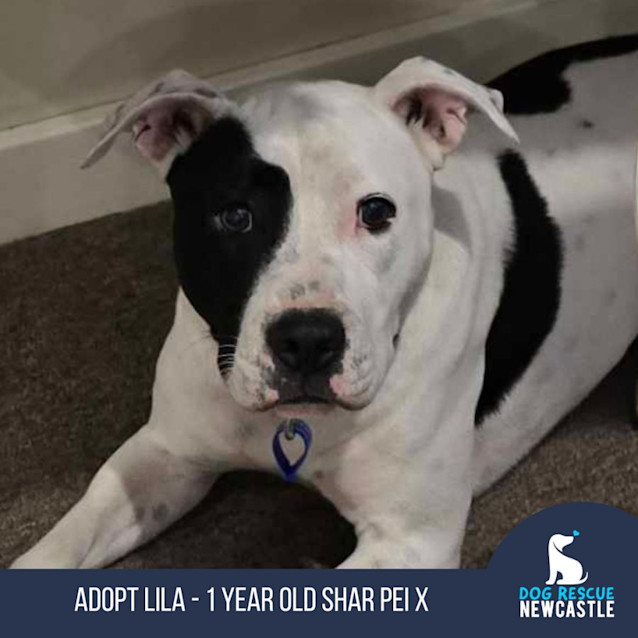 Photo of Lila   1 Year Old Shar Pei X Staffy (Trial)