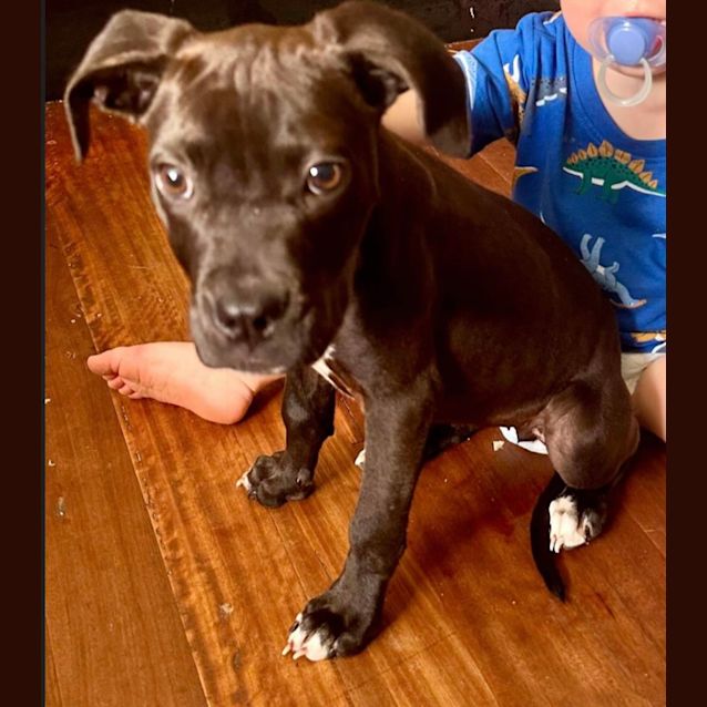 Photo of Roxy (6553)