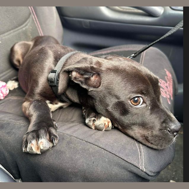 Photo of Roxy (6553)