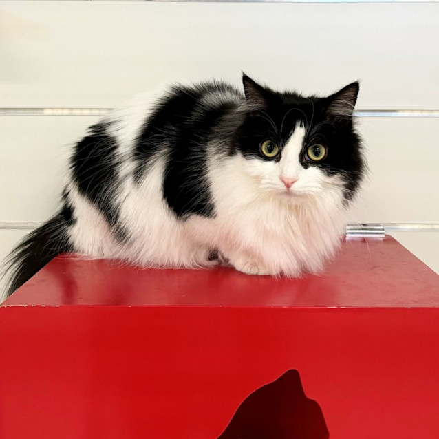 Photo of Cotton Sta011564