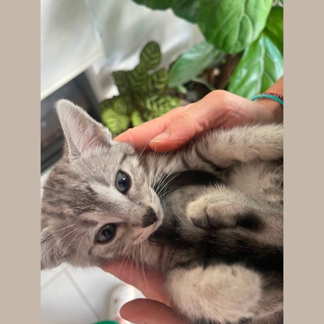 Photo of Luka Meet Me At Petstock Mornington Nepean Hwy