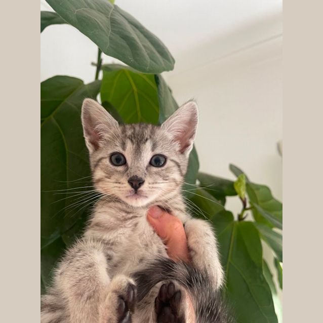 Photo of Luka Meet Me At Petstock Mornington Nepean Hwy