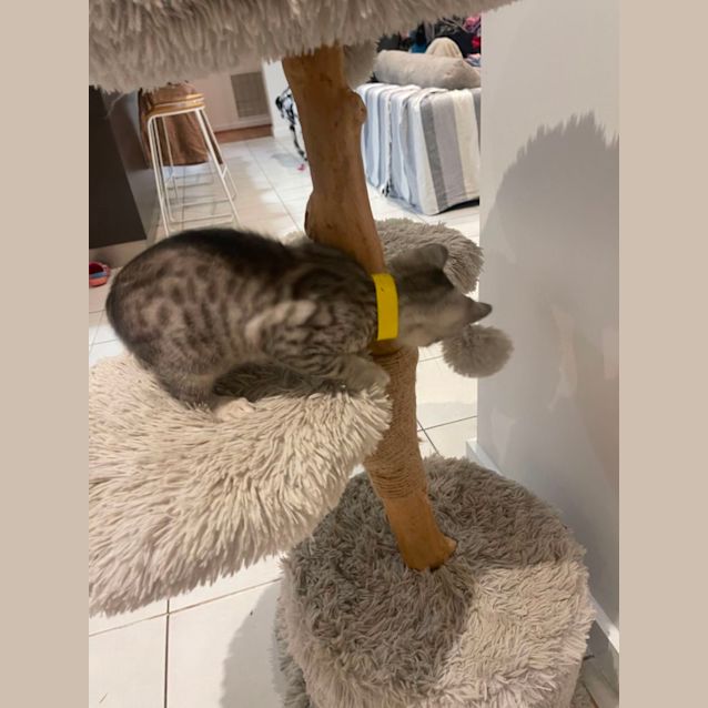 Photo of Luka Meet Me At Petstock Mornington Nepean Hwy