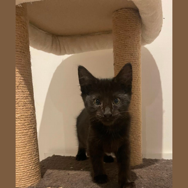 Photo of Ollie Meet Me At Petstock Mornington Nepean Hwy 