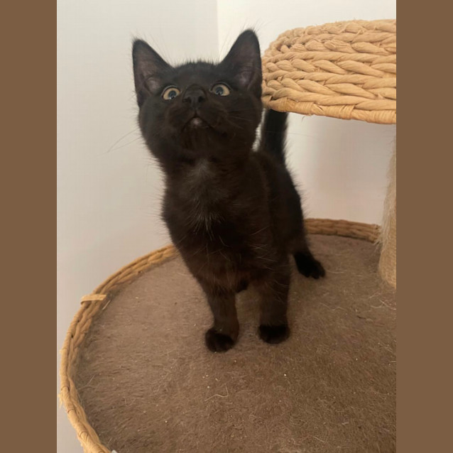 Photo of Ollie Meet Me At Petstock Mornington Nepean Hwy 