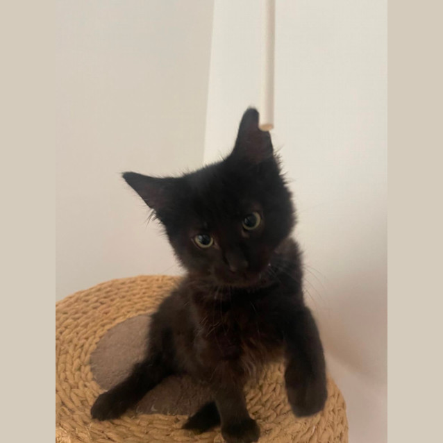 Photo of Ollie Meet Me At Petstock Mornington Nepean Hwy 