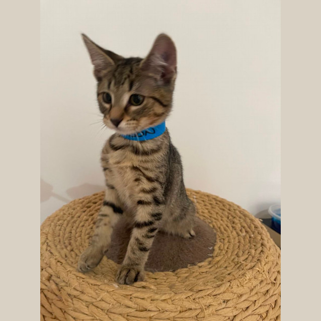 Photo of Orson Meet Me At Petstock Mornington Nepean Hwy