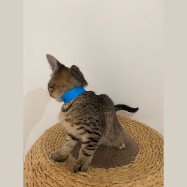 Photo of Orson Meet Me At Petstock Mornington Nepean Hwy