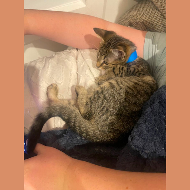 Photo of Orson Meet Me At Petstock Mornington Nepean Hwy