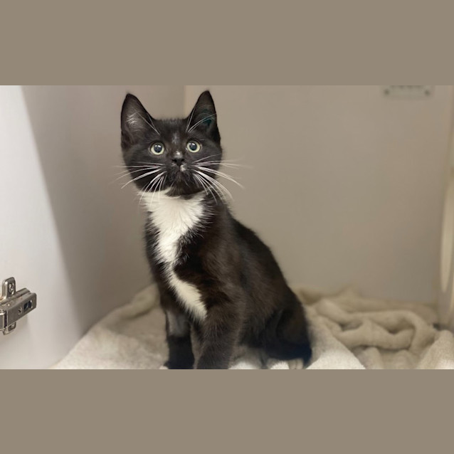 Photo of Oliver