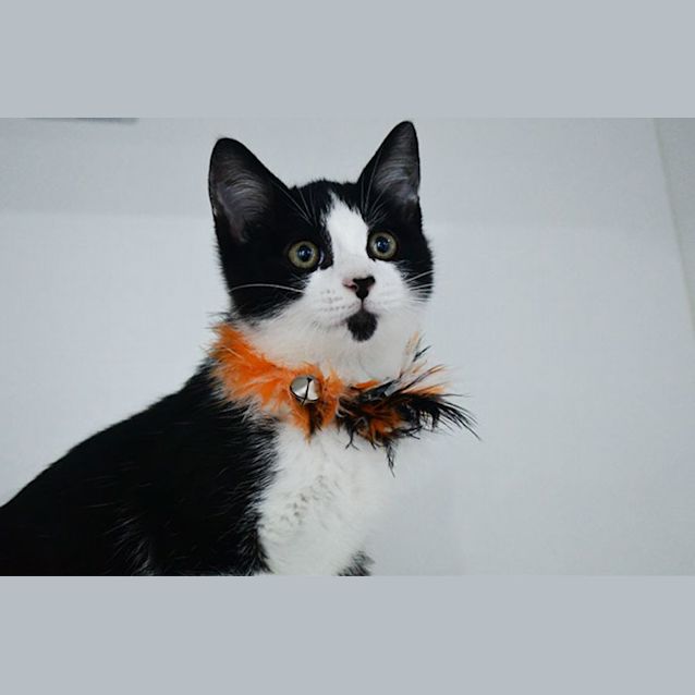 Photo of Chester