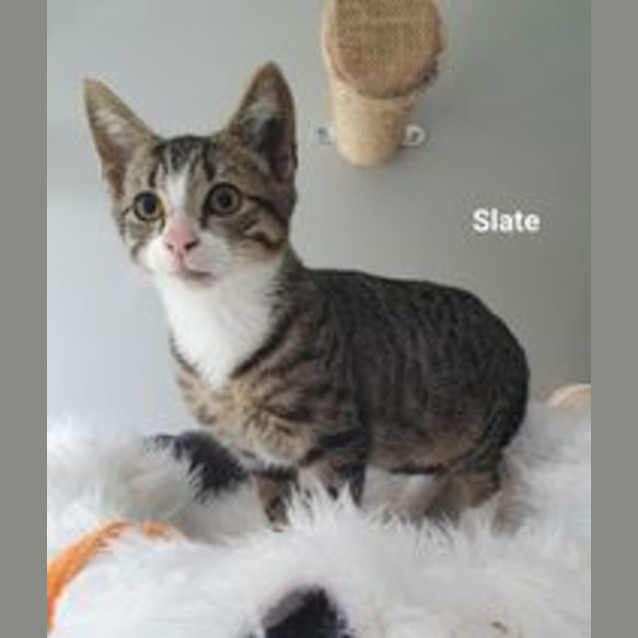 Photo of Slate