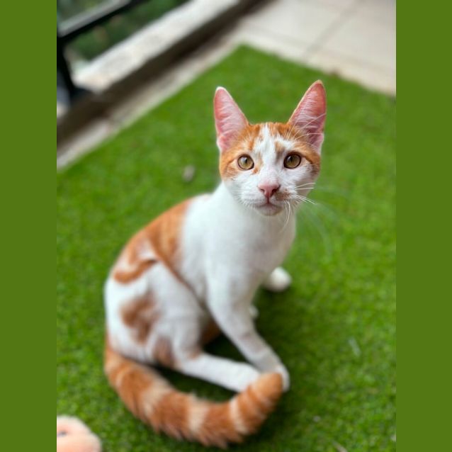 Photo of Comet