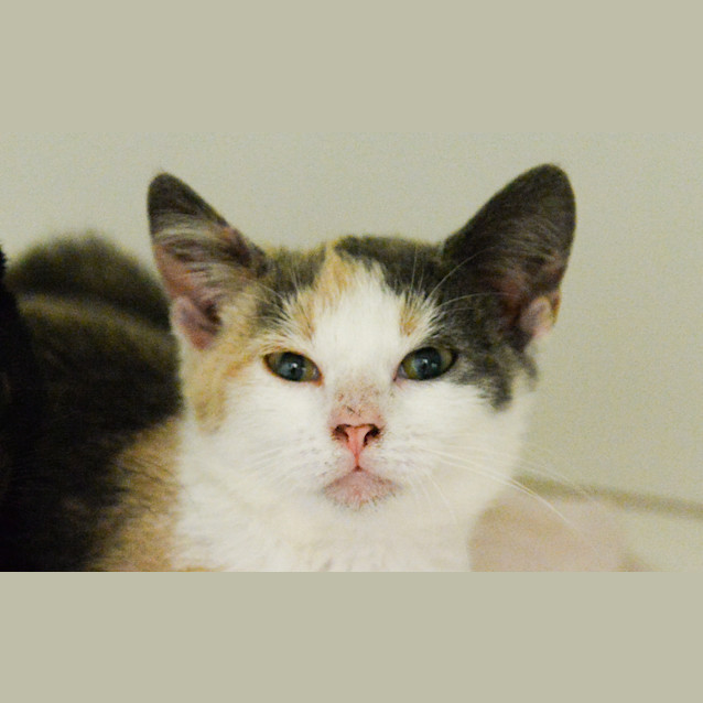 Photo of Polka