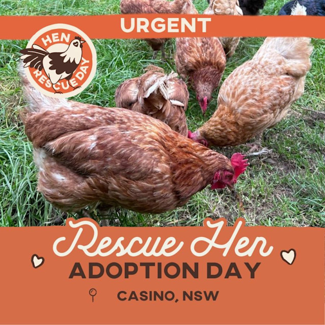 Photo of Rescue Hens