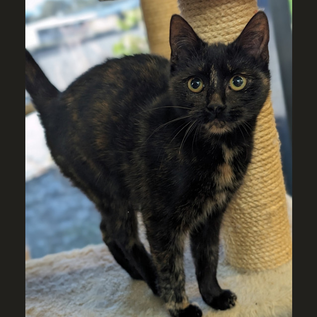 Photo of Coco Chanel Divalicious 