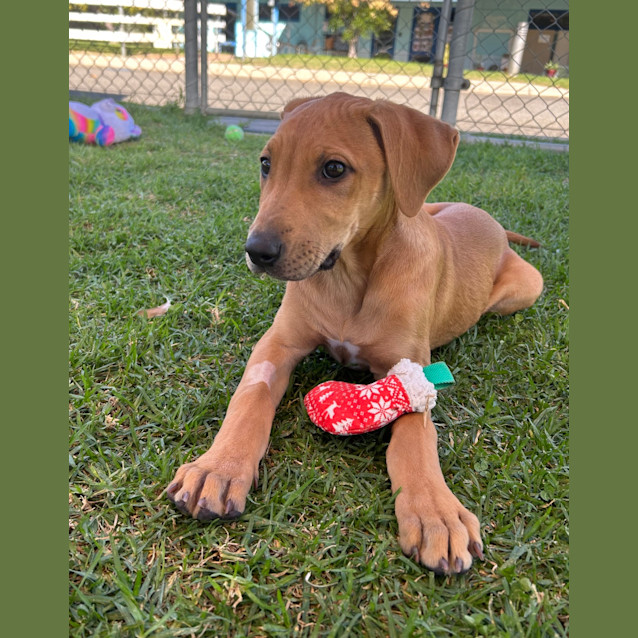 Photo of Twistie