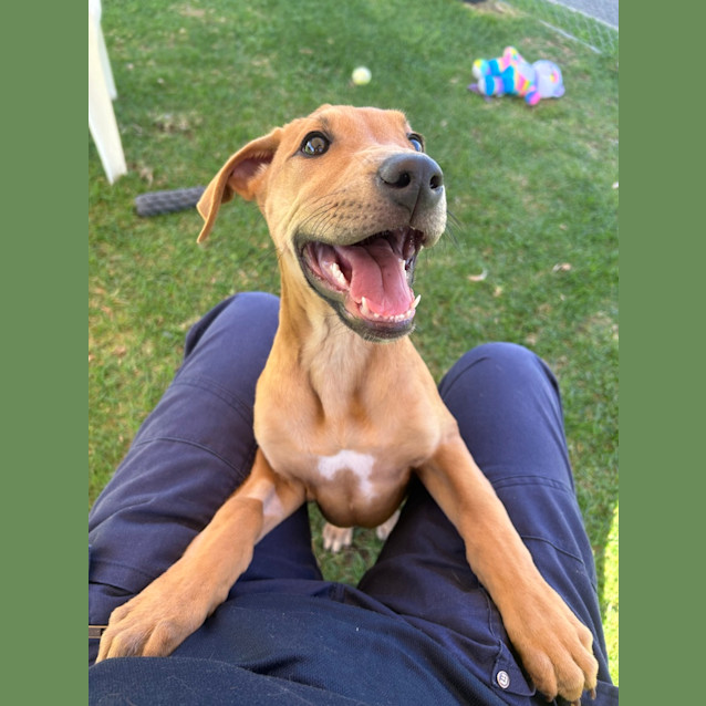 Photo of Twistie